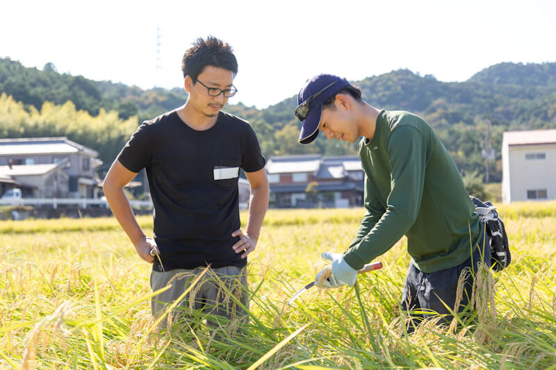 稲を見る様子