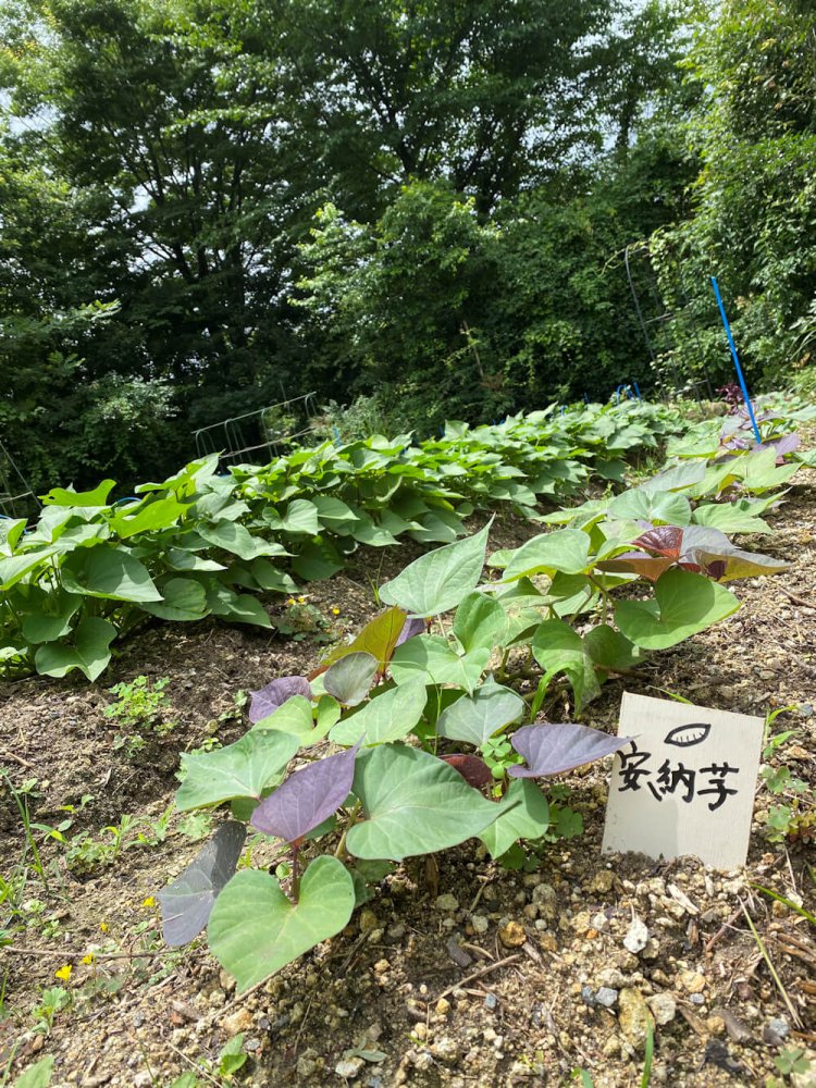 自然農法で紅はるか・安納芋・鳴門金時の3種類に挑戦