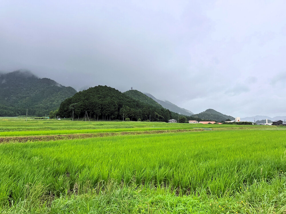 見渡す限り田んぼが続く丹波の広大な地